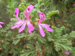 Pelargonium quercifolium leaf margins